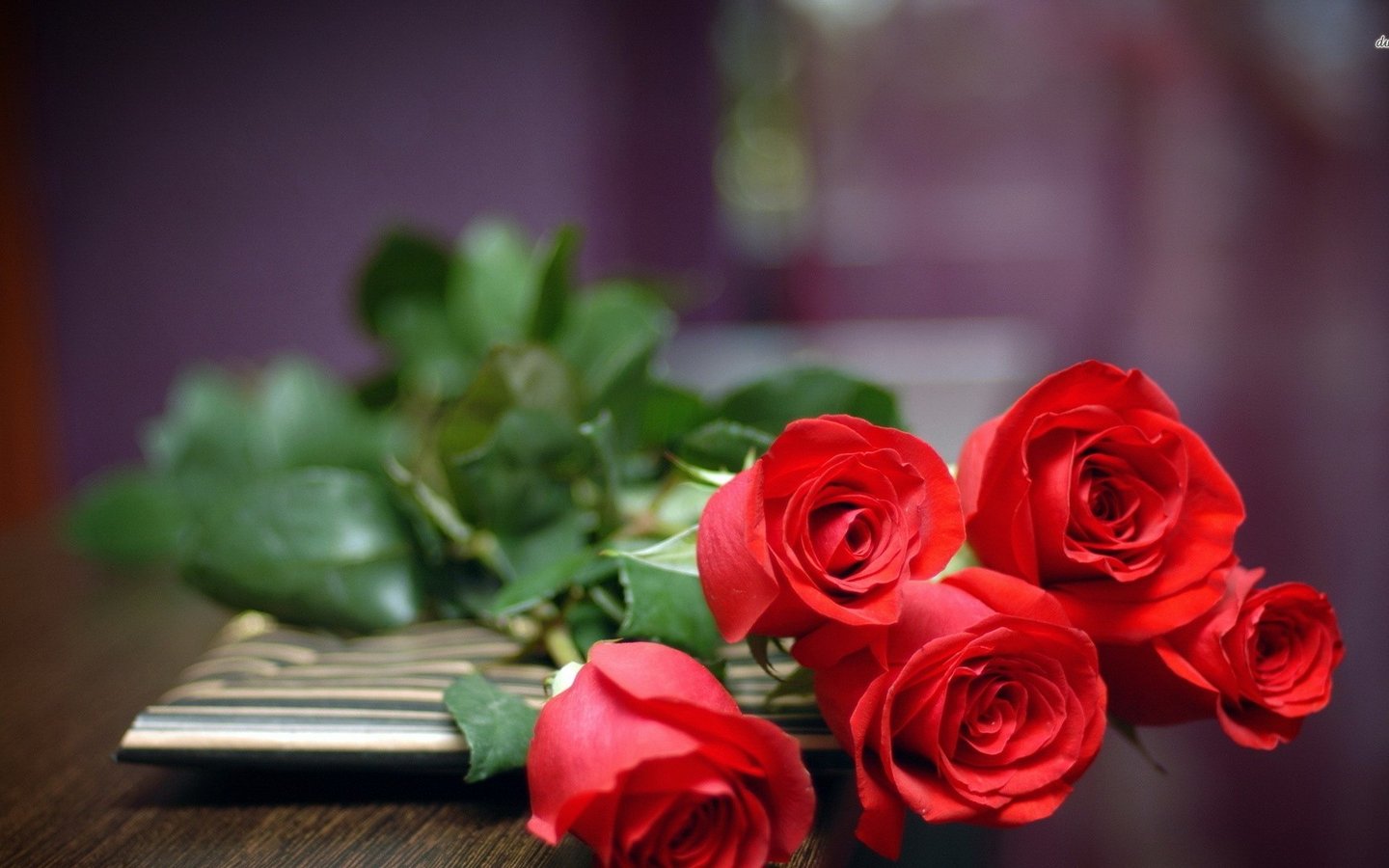 娇艳欲滴的玫瑰_突袭网-提供留学,移民,理财,培