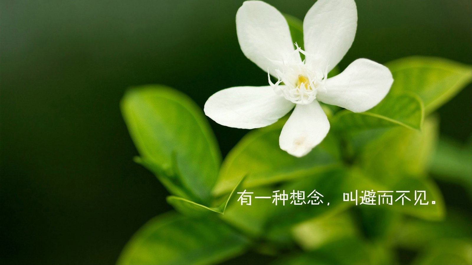 解决PHP网页跳转新页面空白问题