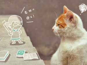 安卓萌宠 动物 喵星人 猫咪 猫 手绘 恶搞 可爱 萌物手机壁纸