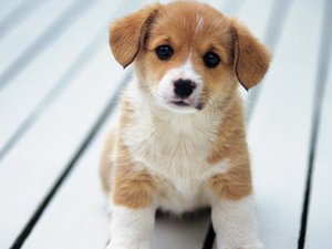 安卓宠物 狗 汪星人 柯基犬手机壁纸