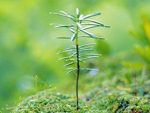 小清新 植物 绿色 护眼壁纸 绿色心情