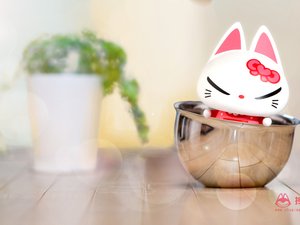 安卓动漫 拽猫手机壁纸