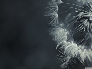 安卓植物 花朵 蒲公英 摄影 微距手机壁纸