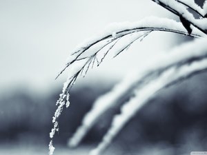 安卓风景 植物 白雪 冬天 冬季手机壁纸