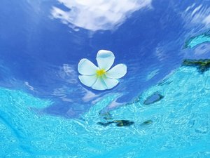 安卓小清新 清新淡雅 花瓣手机壁纸