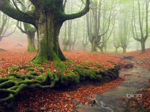 安卓风景 自然 树林 落叶 秋天手机壁纸