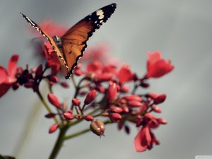 萌宠 昆虫图 蝴蝶