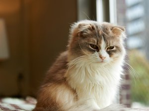 安卓萌宠 喵星人 猫咪 猫 cat手机壁纸