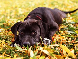 宠物 狗 汪星人 拉布拉多犬