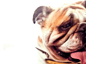 安卓宠物 狗 汪星人 斗牛犬手机壁纸