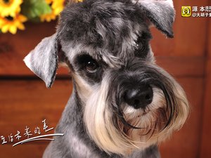 安卓宠物 狗 汪星人 雪纳瑞犬手机壁纸