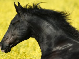 高清 精美 近距 摄影 动物 生物 宽屏