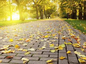 安卓风景 自然风景 黄叶 落叶手机壁纸