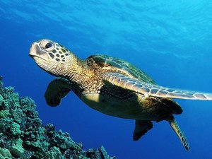 安卓萌宠 海龟 海底世界手机壁纸