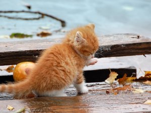 萌宠 喵星人 猫咪 可爱