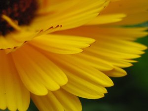 小清新 静物写真 花卉