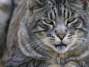 安卓高清 精美 近距 摄影 动物 生物 宽屏手机壁纸