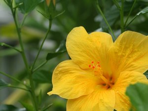 小清新 静物写真 花卉