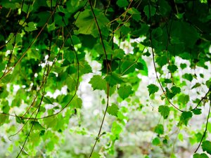 安卓春暖花开 春天 花 植物 宽屏手机壁纸