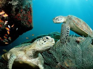 萌宠 海龟 海底世界