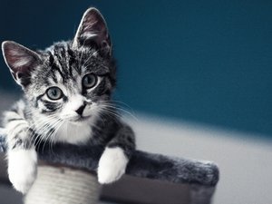 安卓猫咪 动物 虎斑猫 喵星人 喵喵手机壁纸
