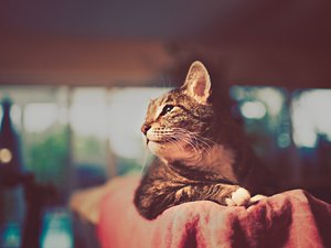 萌宠 动物 可爱 萌物 宠物 喵星人 猫 卖萌图 儿童桌面专用