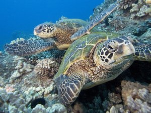安卓萌宠 海龟 海底世界手机壁纸