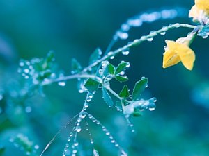 安卓春暖花开 春天 花 植物 宽屏手机壁纸
