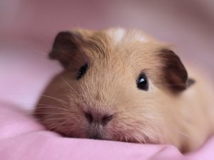 安卓小豚鼠 可爱 宽屏 动物 鼠手机壁纸