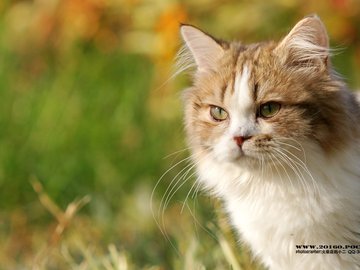 萌宠 动物 可爱 猫 萌 喵星人