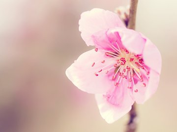 小清新 清新淡雅 花卉