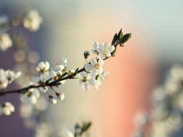 风景 花朵 春天 摄影