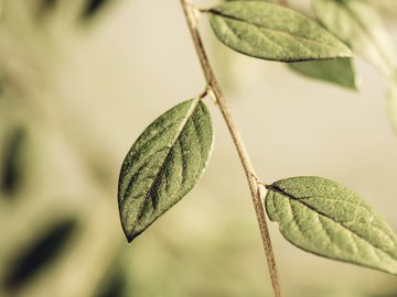 植物 树叶 摄影 微距