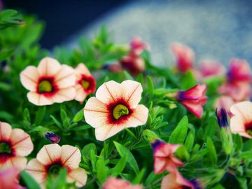 植物 花朵 碧冬茄 摄影 微距