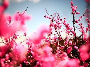 植物 花朵 梅花 摄影 春天