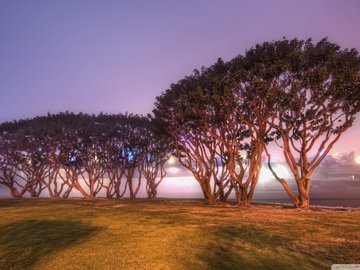 风景 树