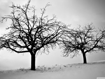 风景 摄影 树木 白雪 冬天