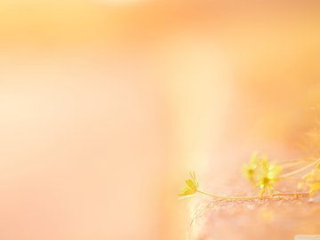 风景 春意盎然 花 花卉