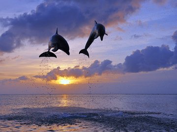 海豚 大海 风景 风光 美景 旅游 自然 寂静 蓝色