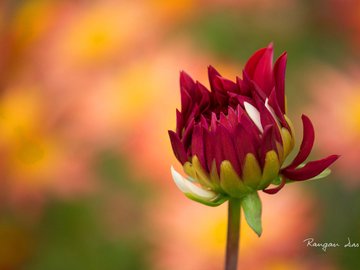 小清新 鸟语花香 花卉