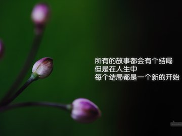 小清新 清新淡雅 花卉