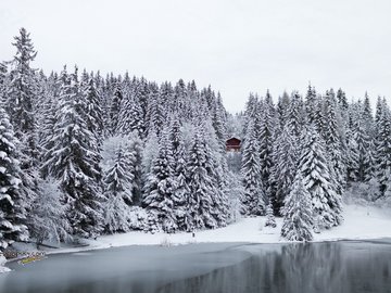 风景 雪景 河流 树林