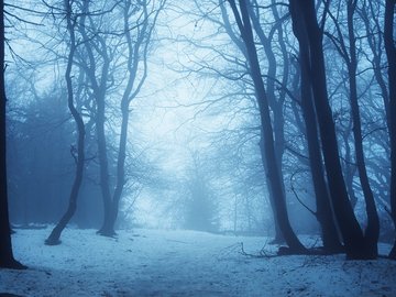 风景 雪景 树林