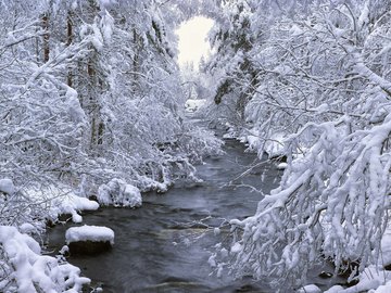 风景 雪景 河流 树林