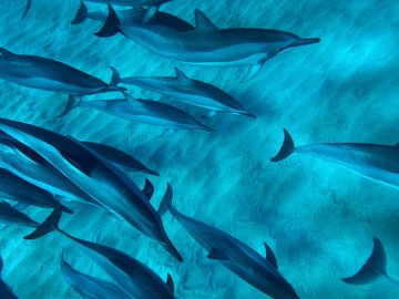 萌宠 动物 海洋生物 海豚