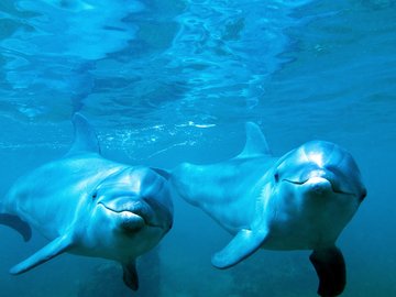 萌宠 动物 海洋生物 海豚