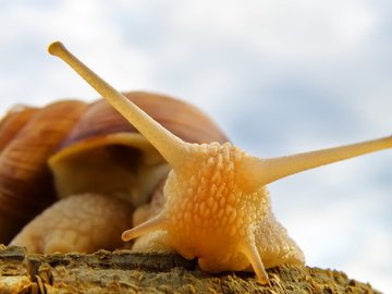 萌物 蜗牛 可爱 昆虫