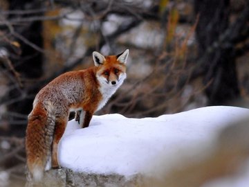 萌宠 狐狸 野生动物