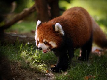 野生动物 小熊猫