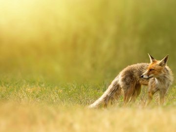 野生动物 狐狸